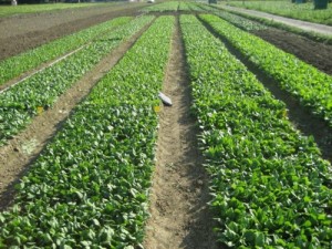 campo-di-insalata