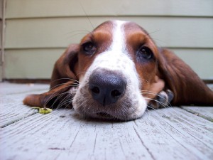 Cani e gatti anche loro soffrono di stomatite