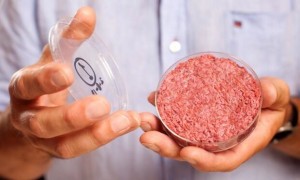 Cibi da laboratorio: dibattito controverso su Ogm a fini alimentari